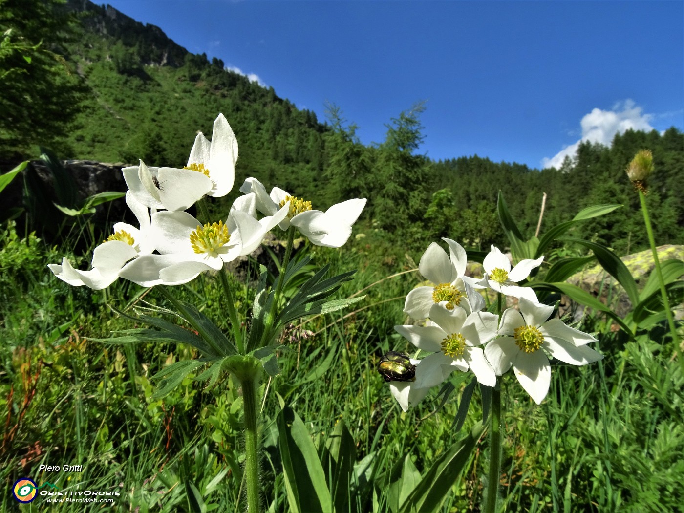 14 Anemoni narcissini (Anemonastrum narcissiflorum).JPG